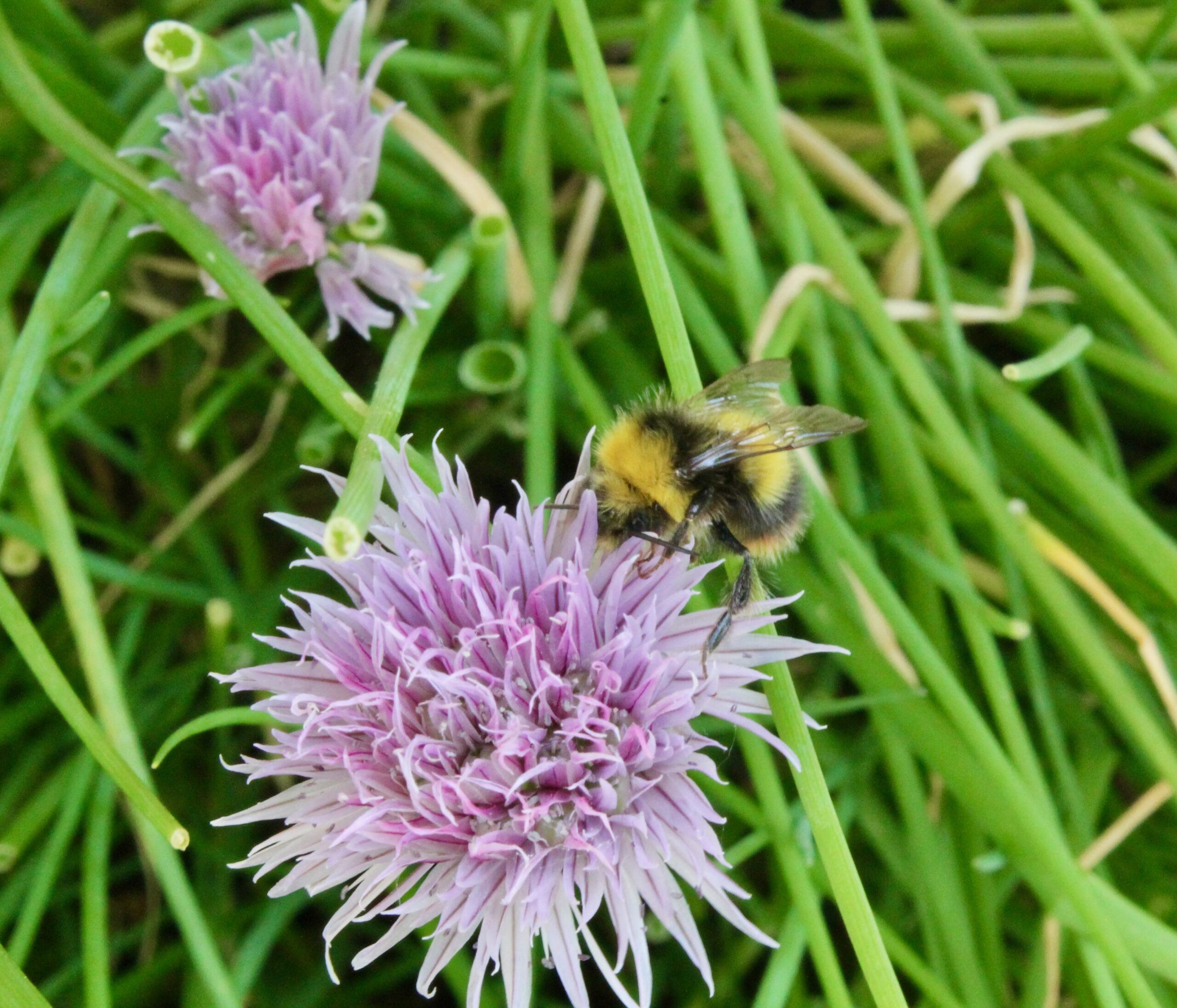 Bee on Chive flower