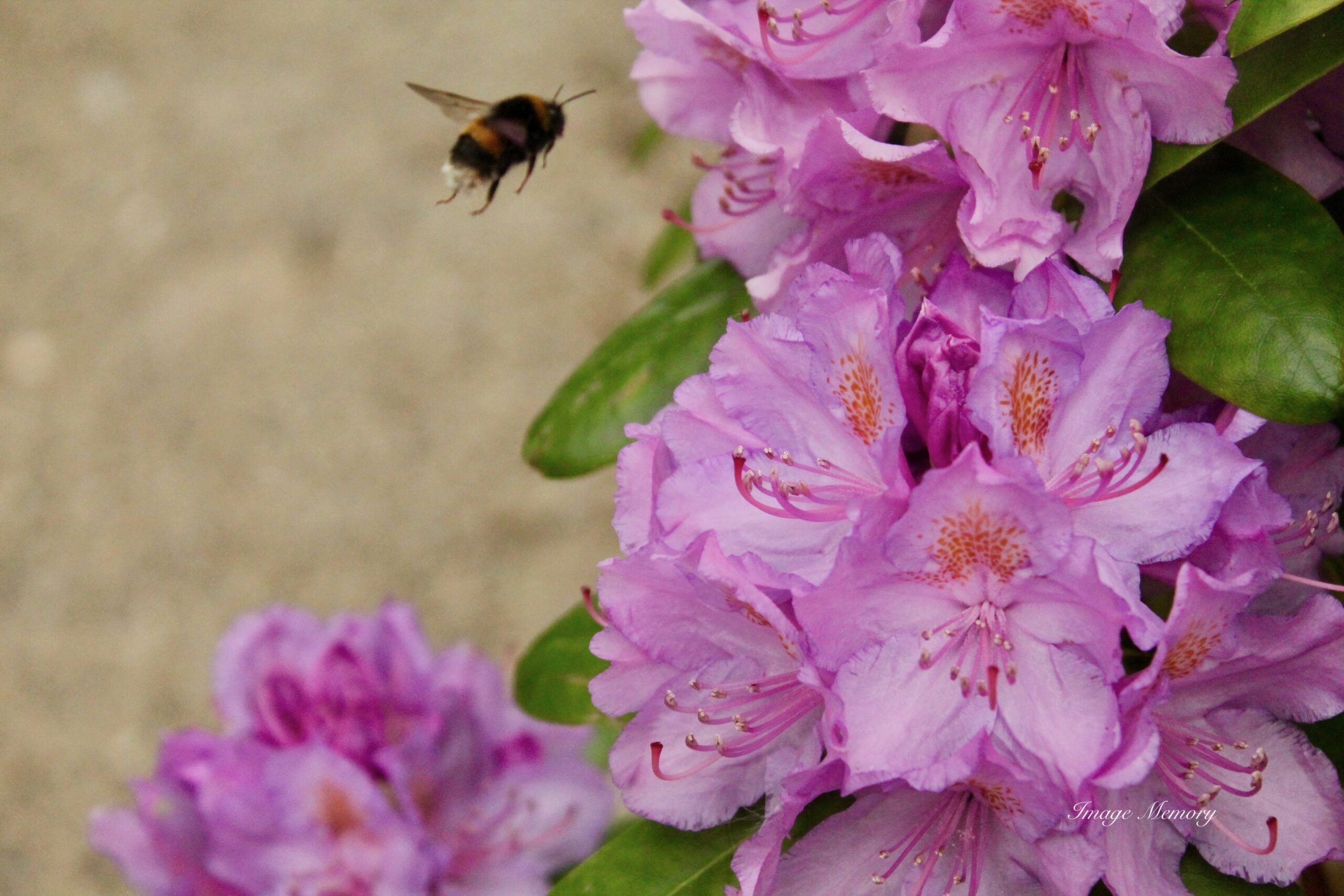 Bee flying towards a rhododendron bush 