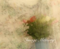 Rose on Cloth Rose on Cloth