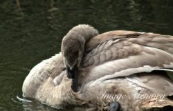 Year Old Signet Year Old Signet