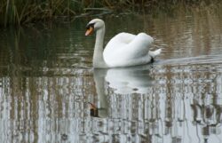 Single Mute Swan Single Mute Swan