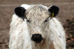 Galloway Calf Galloway Calf