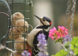 Great Spotted Woodpecker Great Spotted Woodpecker