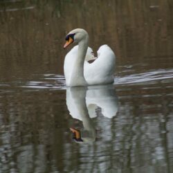 Floating Swan Floating Swan