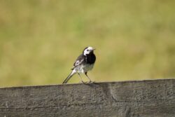 Wagtail on a fence Wagtail on a fence