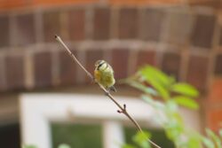 Baby Blue Tit Baby Blue Tit