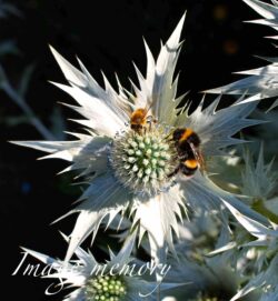 To Bee or not to Bee To Bee or not to Bee