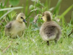 Canadian Geese Goslings Canadian Geese Goslings