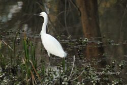 Egret Egret