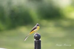 Grey-Wagtail Grey-Wagtail