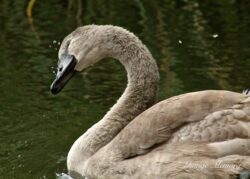 Head Shaking Signet Head Shaking Signet