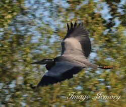 Heron in Flight Heron in Flight