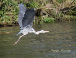 Heron At Take-Off Heron At Take-Off