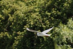 Seagull in flight Seagull in flight