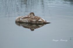 Sleeping Signet Sleeping Signet