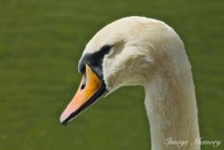 Swan Portrait Swan Portrait