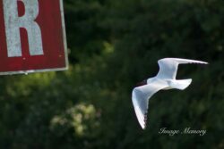 Black-headed gull flying Black-headed gull flying