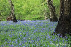 Blue bells Blue bells