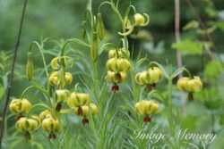 Pyrenean Lily Pyrenean Lily
