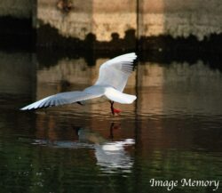 Black Headed Seagull Feeding Black Headed Seagull Feeding