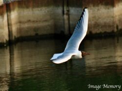 Flying home Flying home