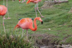 Orange-Pink Flamingo Orange-Pink Flamingo