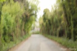 Summer Avenue Summer Avenue