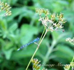 Common Blue Damselfly Common Blue Damselfly