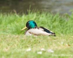 Drake on grass Drake on grass