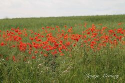 Field of Red Poppies Field of Red Poppies
