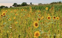 Sunflower field at Burghfield Sunflower field at Burghfield