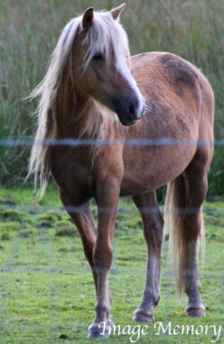 Welsh Pit Pony Welsh Pit Pony