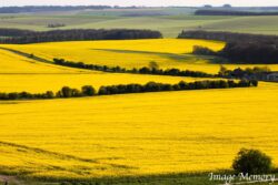 Yellow Fields Yellow Fields