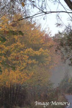 Autumn Tints Autumn Tints