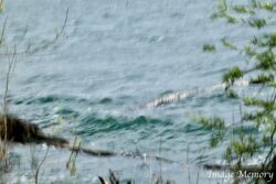 Chinese Water Colour Chinese Water Colour