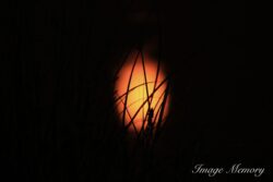 Fire Flies Fire Flies