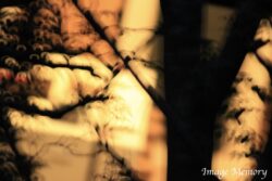 Glowing Enchanted Wood Glowing Enchanted Wood