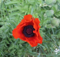 Great Scarlet Poppy Great Scarlet Poppy