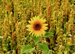 Single Sunflower Single Sunflower