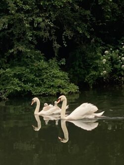 Mute Swan Family Mute Swan Family