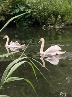 Swan Family Swan Family