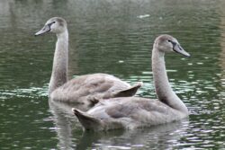Two Cygnets Two Cygnets