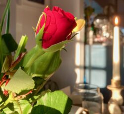 Rose & Candle Rose & Candle