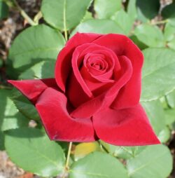 Valentines Rose Valentines Rose