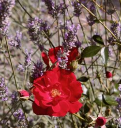 Rose and Lavender Rose and Lavender