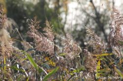 Reed Light Reed Light