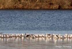 Seagull Huddle on Ice Seagull Huddle on Ice