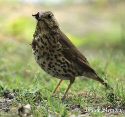 Female Thrush Female Thrush