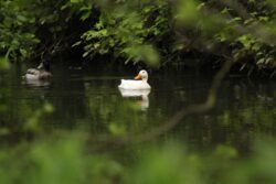 Little White Duck Little White Duck