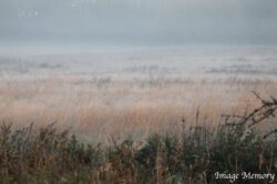 Misty Field Misty Field